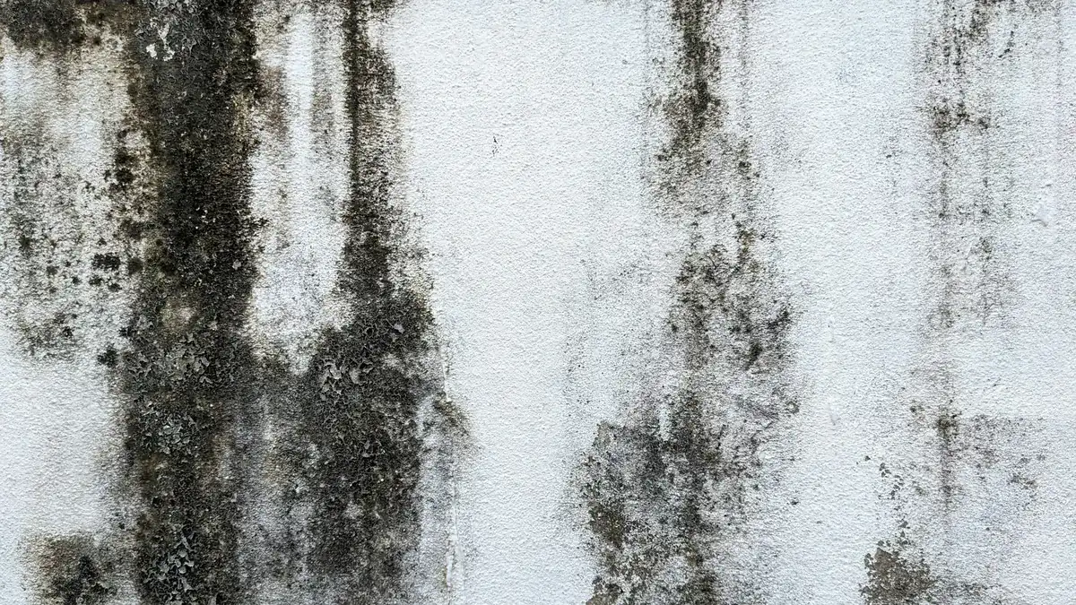 Dark mold growing in streaks on a white painted wall